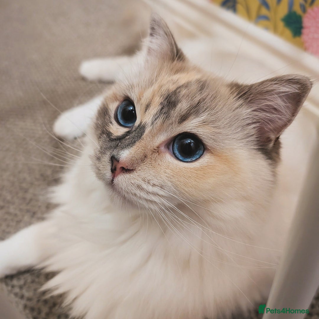 Ragdoll cats for sale: Blue Tortie tabby mitted ragdoll girl - Advert 4