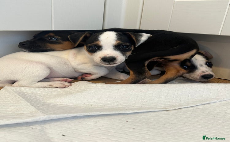 Jack Russell dogs - Advert 13