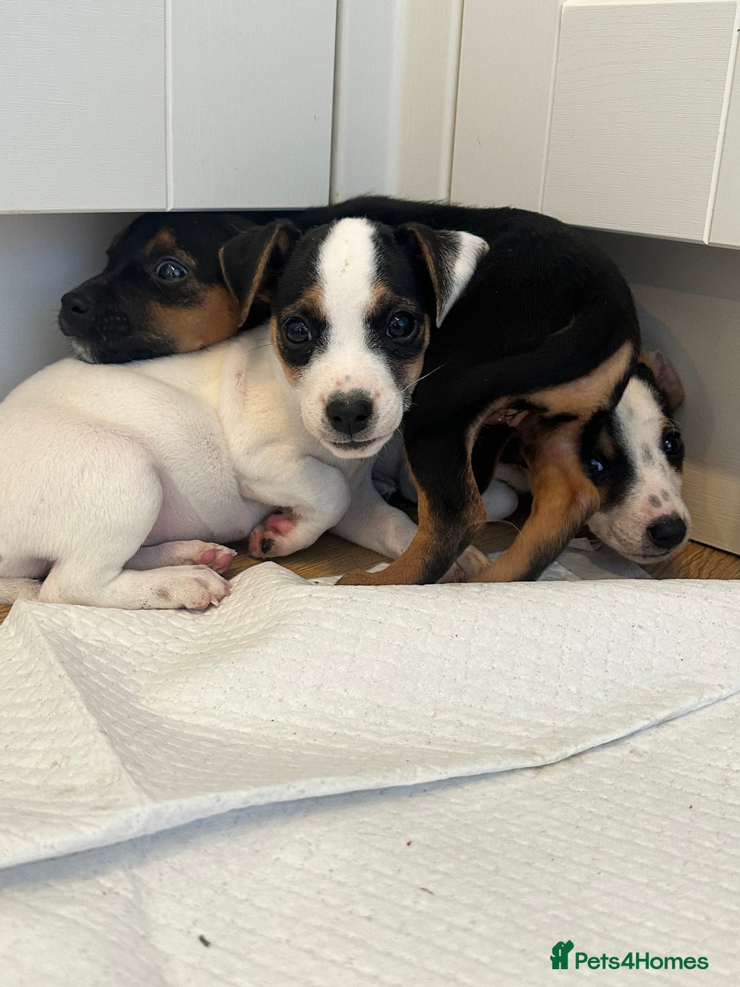Jack Russell dogs for sale: Traditional Jack Russell Puppies  - Image 1
