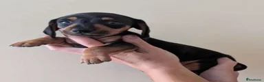 Dachshund 2