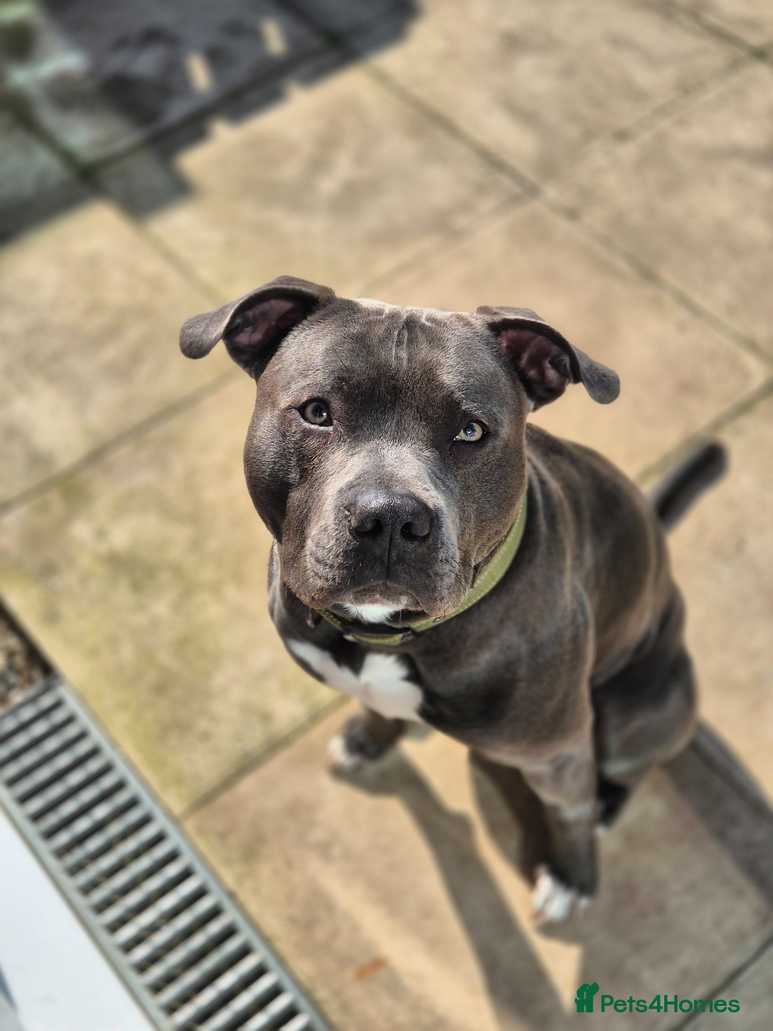 Staffordshire Bull Terrier dogs Blue Staffordshire bull terrior - Advert 1