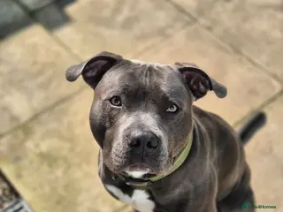 Staffordshire Bull Terrier dogs Blue Staffordshire bull terrior - Advert 1