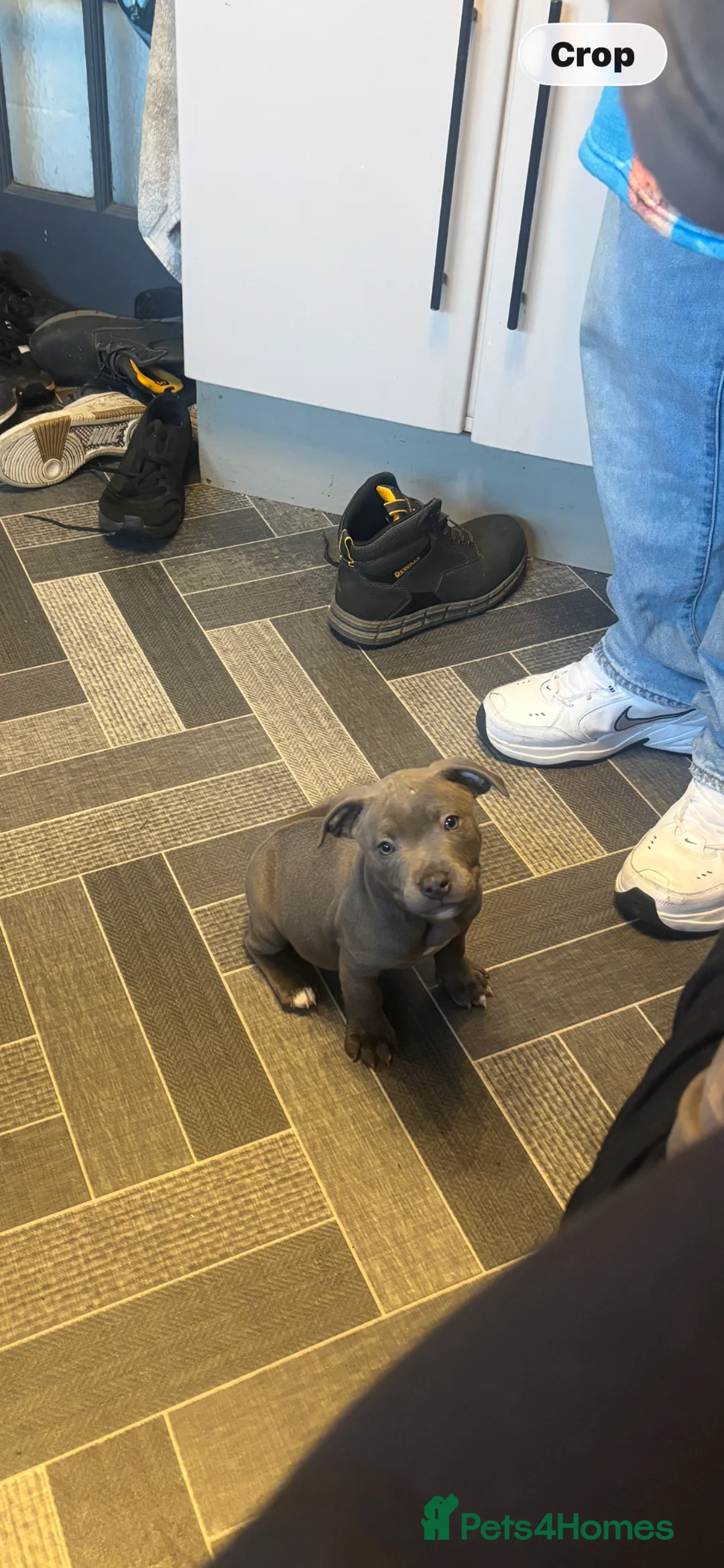 Staffordshire Bull Terrier dogs for sale: staffordshire bull terrier puppies for sale!  - Advert 6