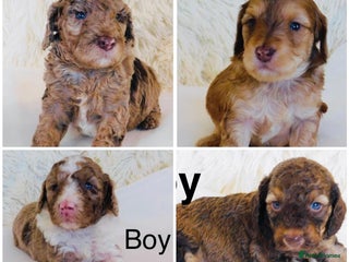 Cockapoo dogs - Advert 5