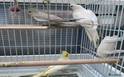 Cockatiels birds for sale: Cockatiel birds - Image 13
