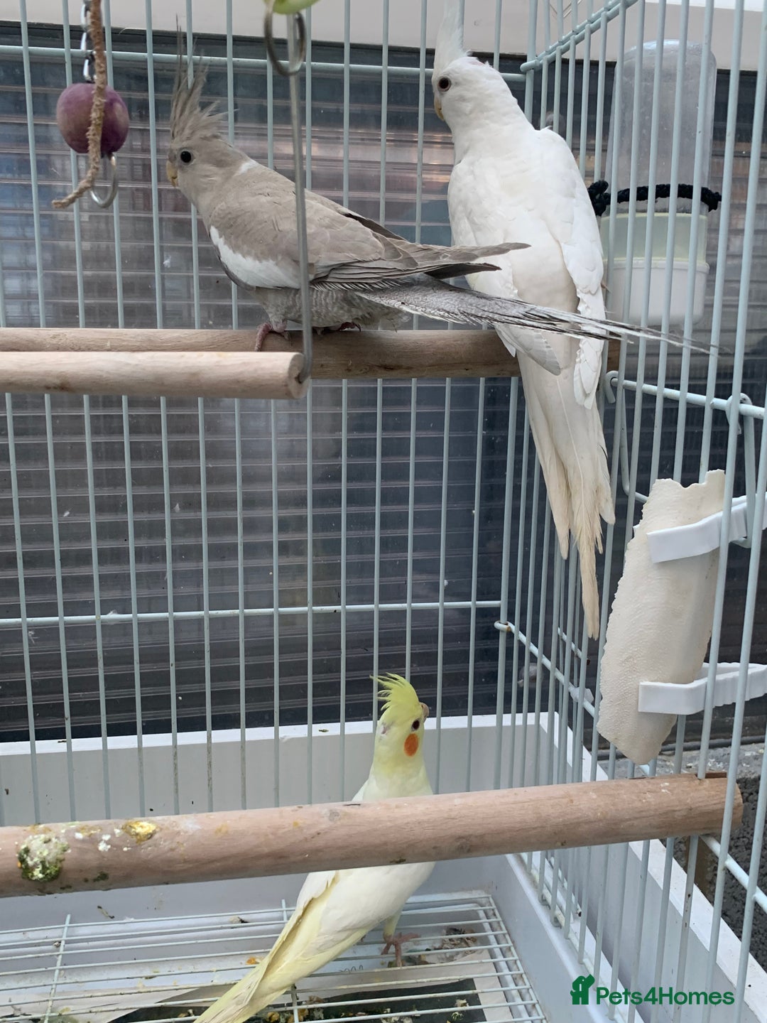 Cockatiels birds for sale: Cockatiel birds - Image 13