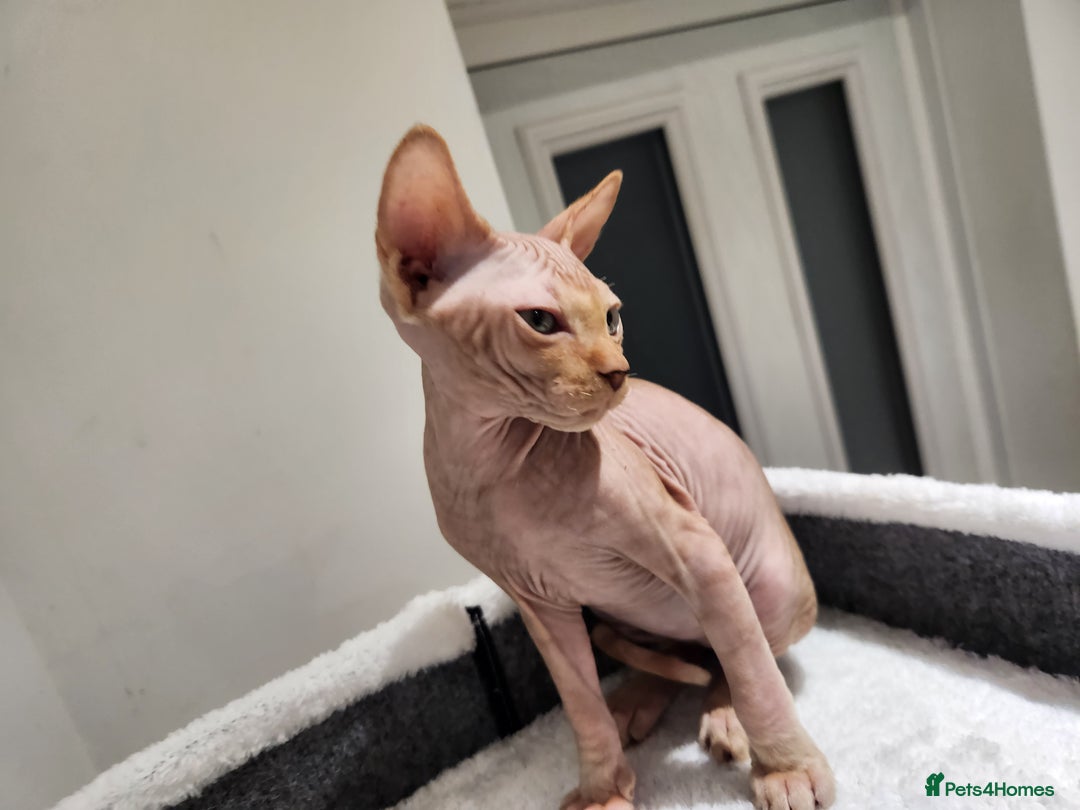 Sphynx cats for sale: 3 Beautiful Canagian Sphynx - Advert 3