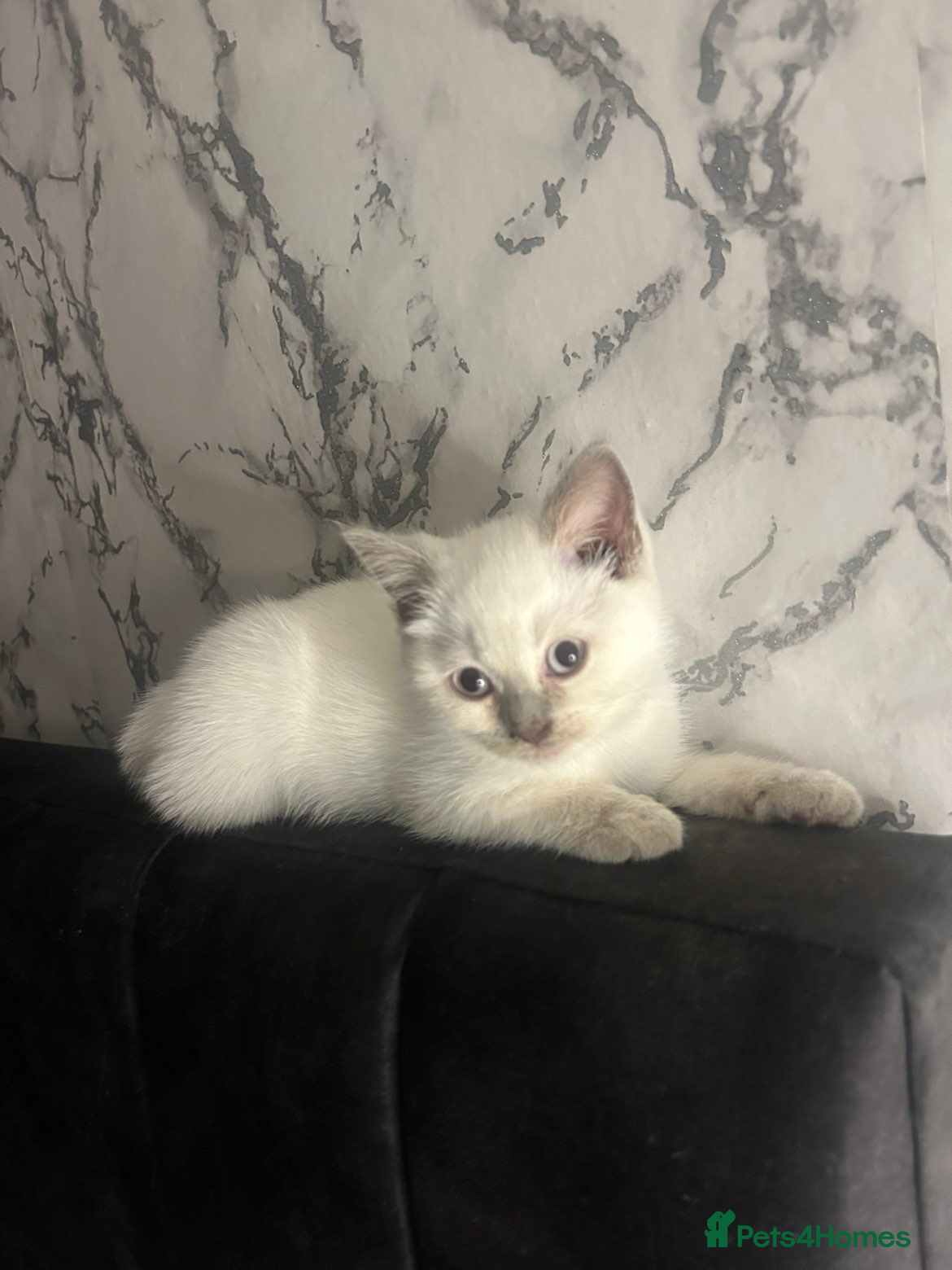 British Shorthair cats White and Grey British Shorthairs - Advert 2