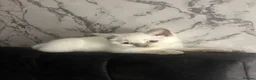 British Shorthair cats for sale: White and Grey British Shorthairs in Leicester - Advert 1