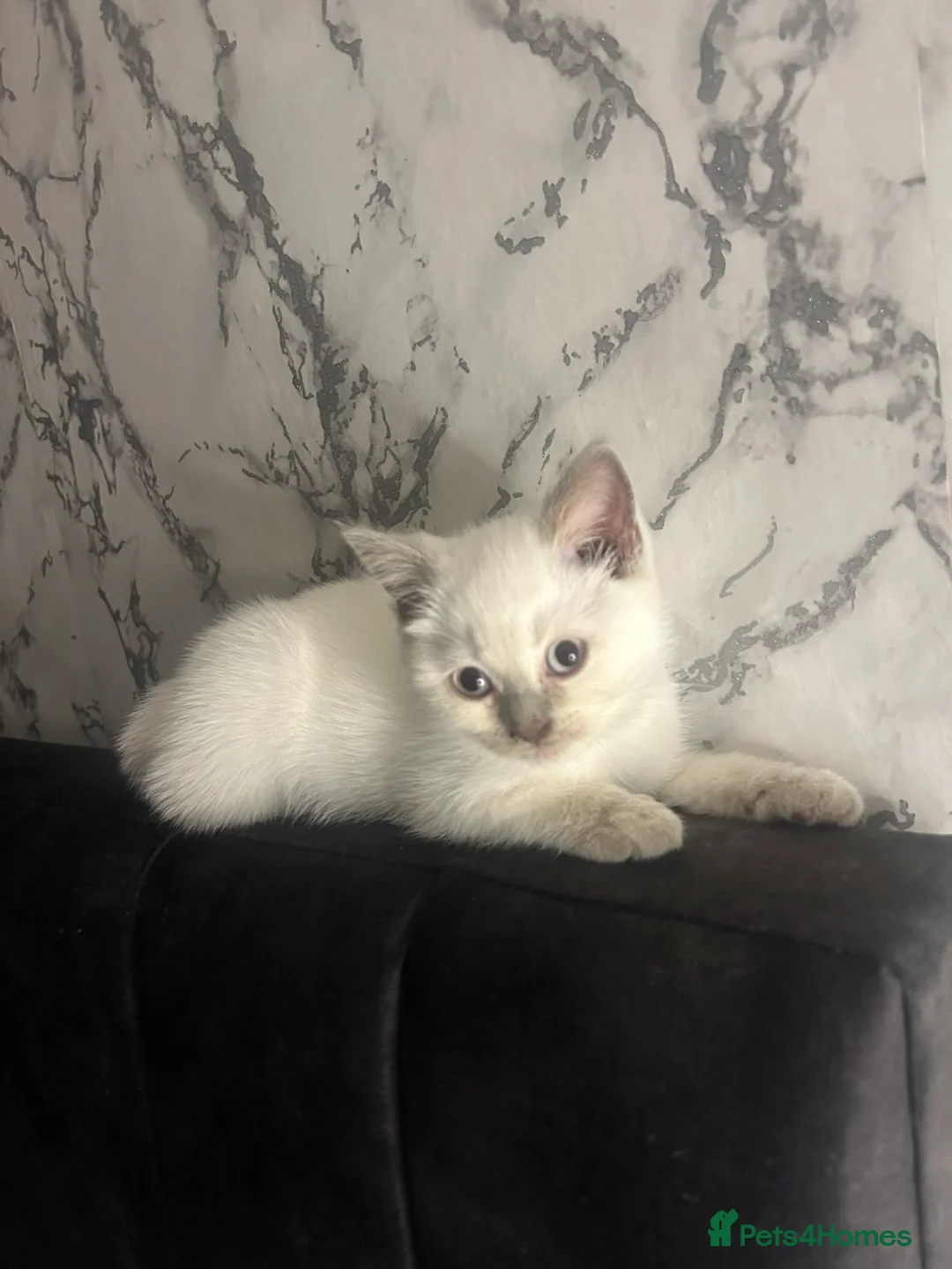British Shorthair cats for sale: White and Grey British Shorthairs in Leicester - Advert 1