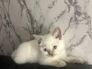 British Shorthair cats White and Grey British Shorthairs - Advert 1