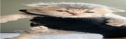 British Shorthair cats for sale: Fawn, blue & chocolate golden BSH Great structure! - Advert 4