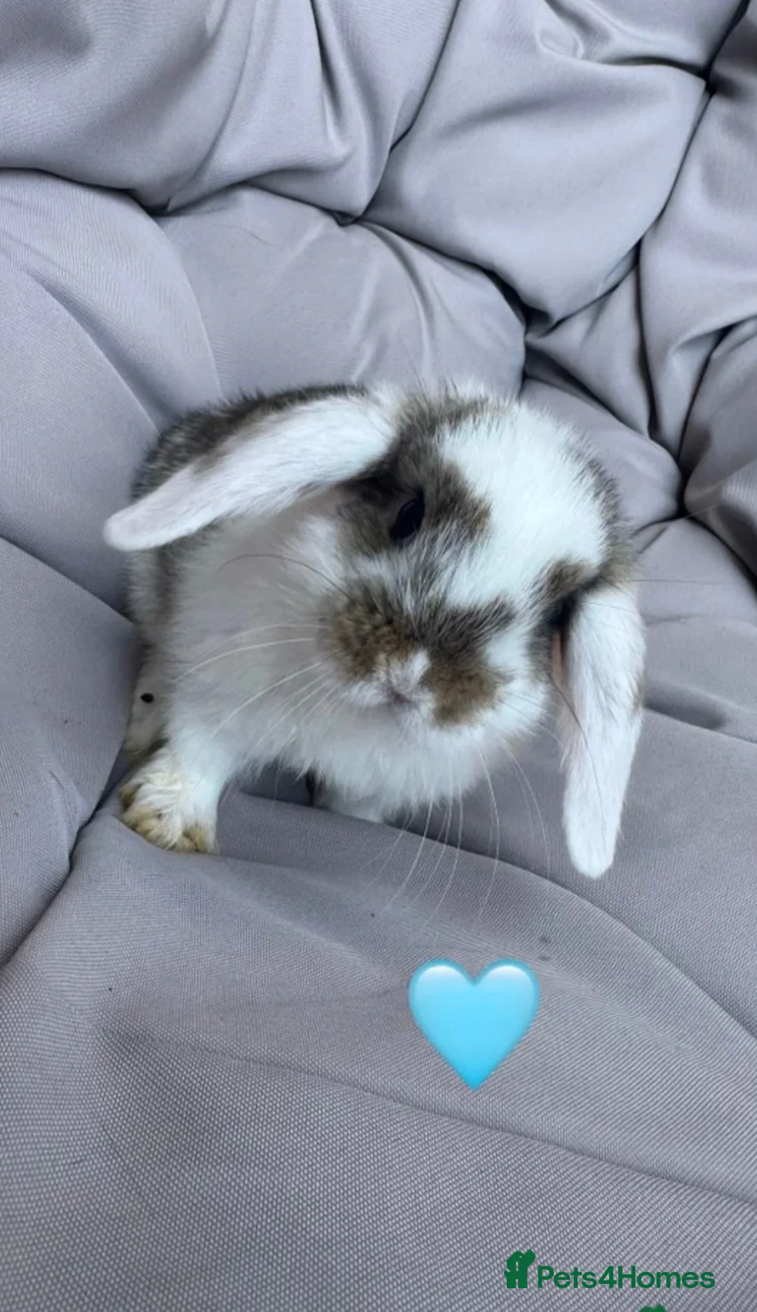 Mini Lop rabbits for sale: Mini lops bunnies  - Advert 3