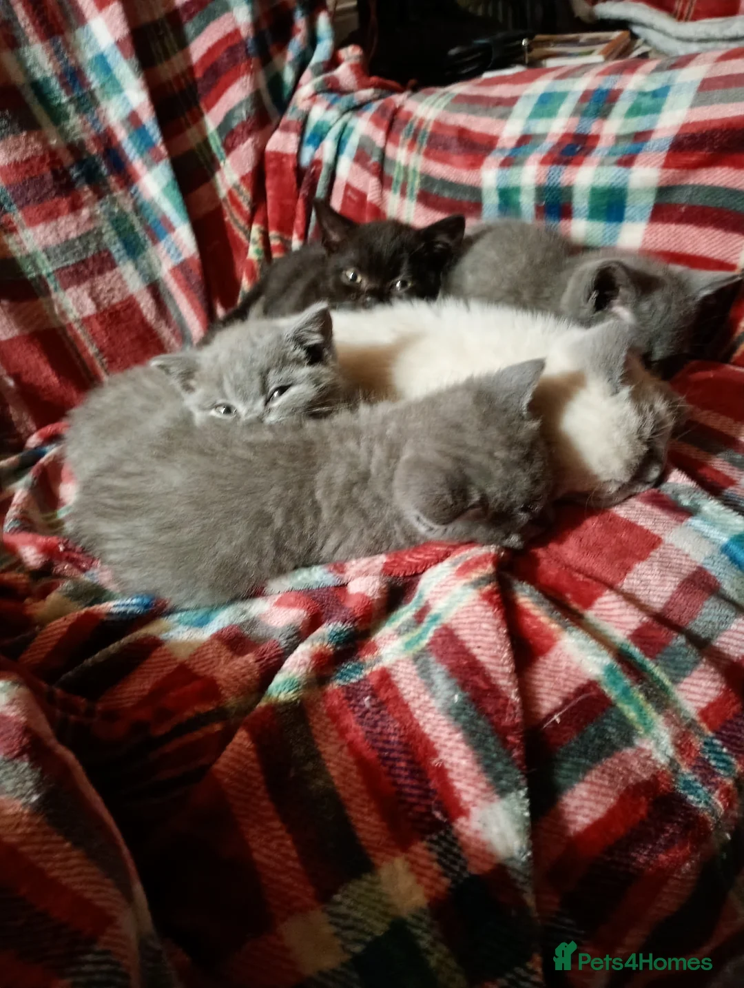 British Shorthair cats for sale: Full British Shorthair kittens - Advert 7