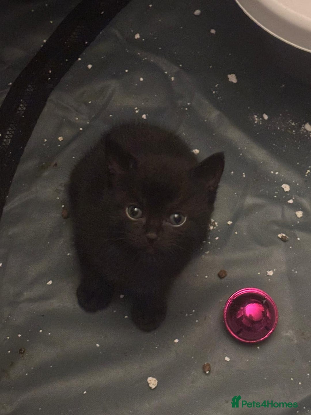 Mixed Breed cats for sale: Two females and one male.  - Image 3