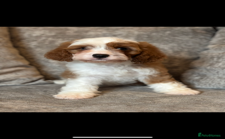 Cavapoo dogs - Advert 2