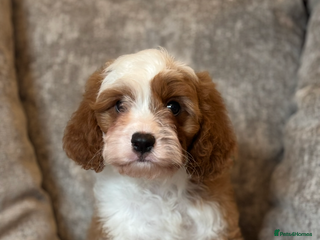 Cavapoo dogs - Advert 6