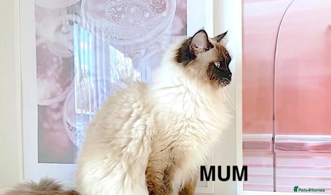 Ragdoll cats for sale: GCCF ACTIVE (FOR BREEDING) SEAL POINT MITTED GIRL - Advert 31