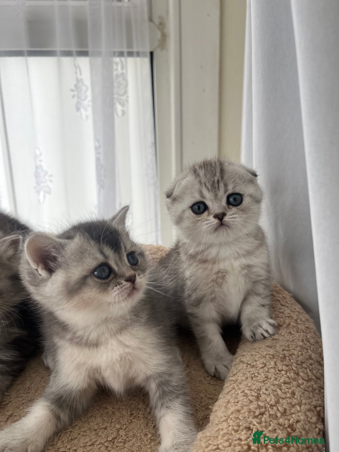 Scottish Fold cats for sale: Adorable Scottish Fold Kittens  - Image 4