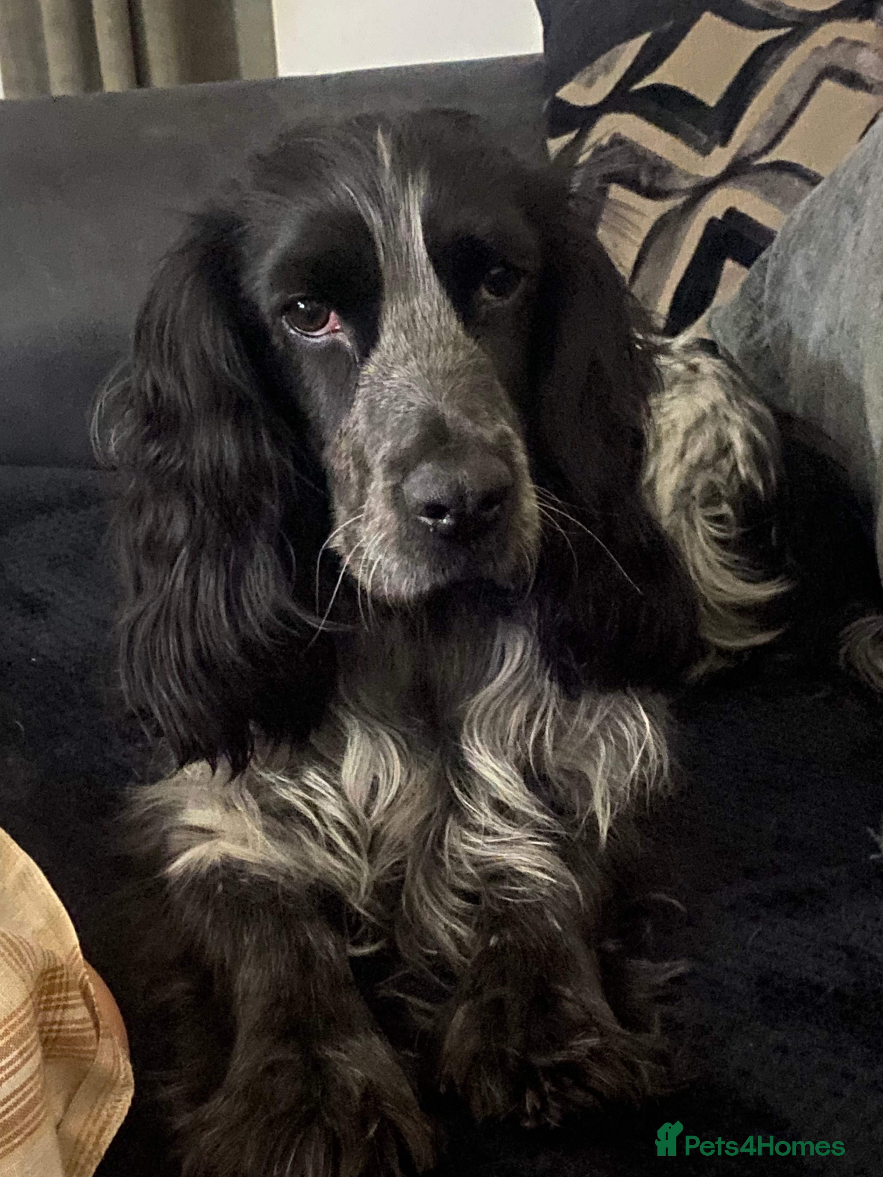 Cocker Spaniel dogs Cocker spaniel puppy  - Advert 12