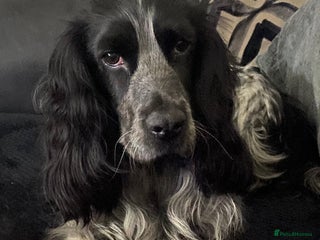 Cocker Spaniel dogs Cocker spaniel puppy - Advert 12