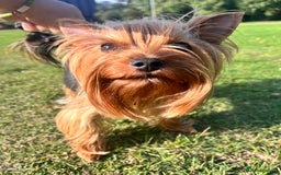 Yorkshire Terrier dogs for sale: 💔 Heartbreaking Sale of Our Beloved Chicky 💔 - Image 4