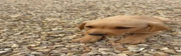 Labrador Retriever dogs for sale: Labrador puppies ready to leave! - Advert 26