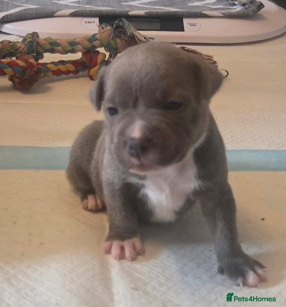 Staffordshire Bull Terrier dogs for sale: 5 staffordshire bull terrier puppies  - Advert 15