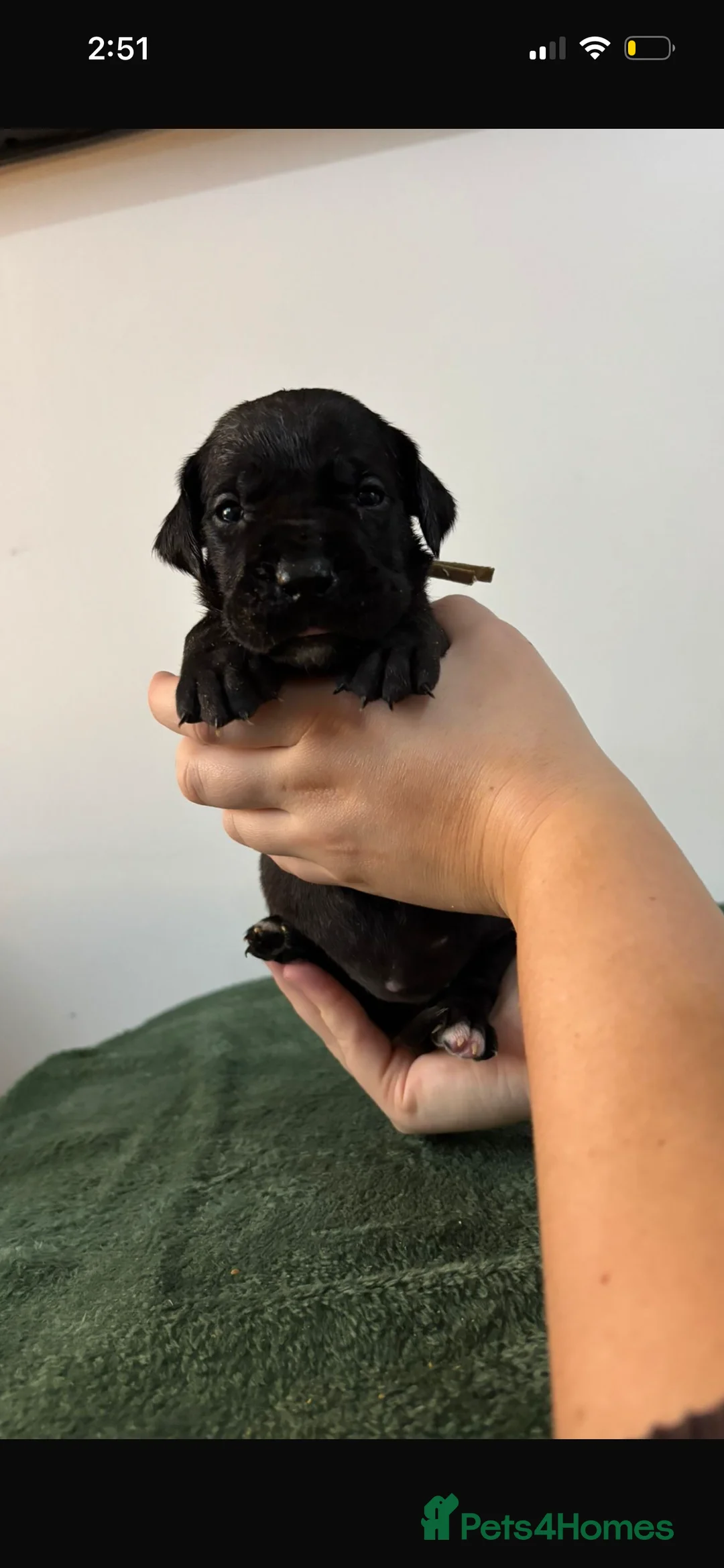 Presa Canario dogs for sale: Presa Canario puppies REDUCED  - Advert 38