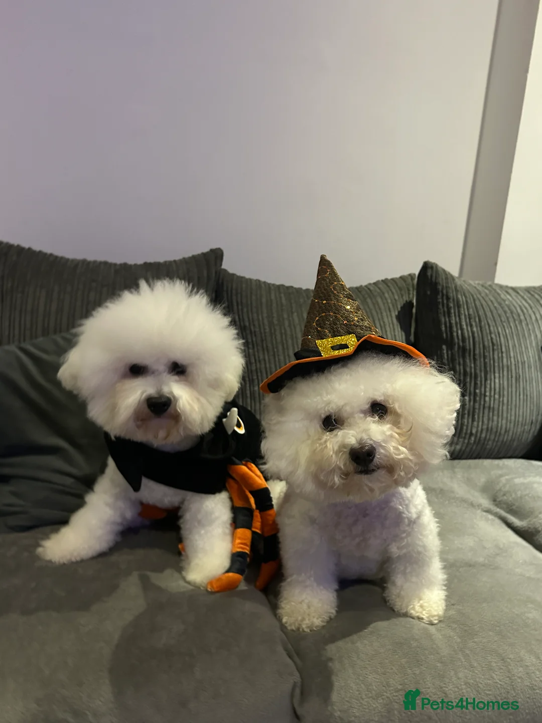 Bichon Frise dogs for sale: Pure Pedigree Champion Bloodline Bichon Frise  - Advert 27