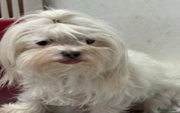 Maltese dogs for adoption: Crystal: The Little Dog Who Survived - Image 2
