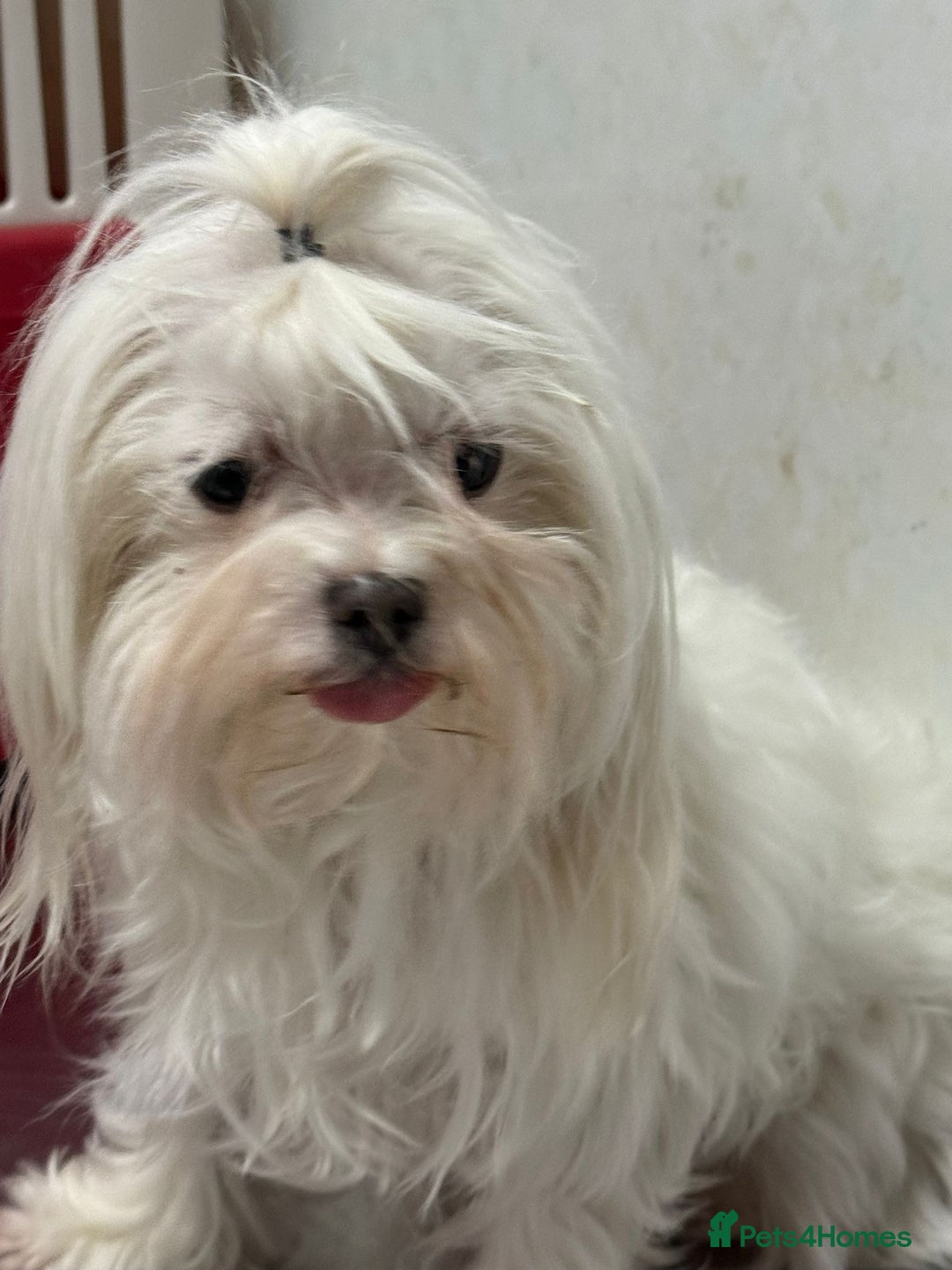 Maltese dogs for adoption: Crystal: The Little Dog Who Survived - Image 2