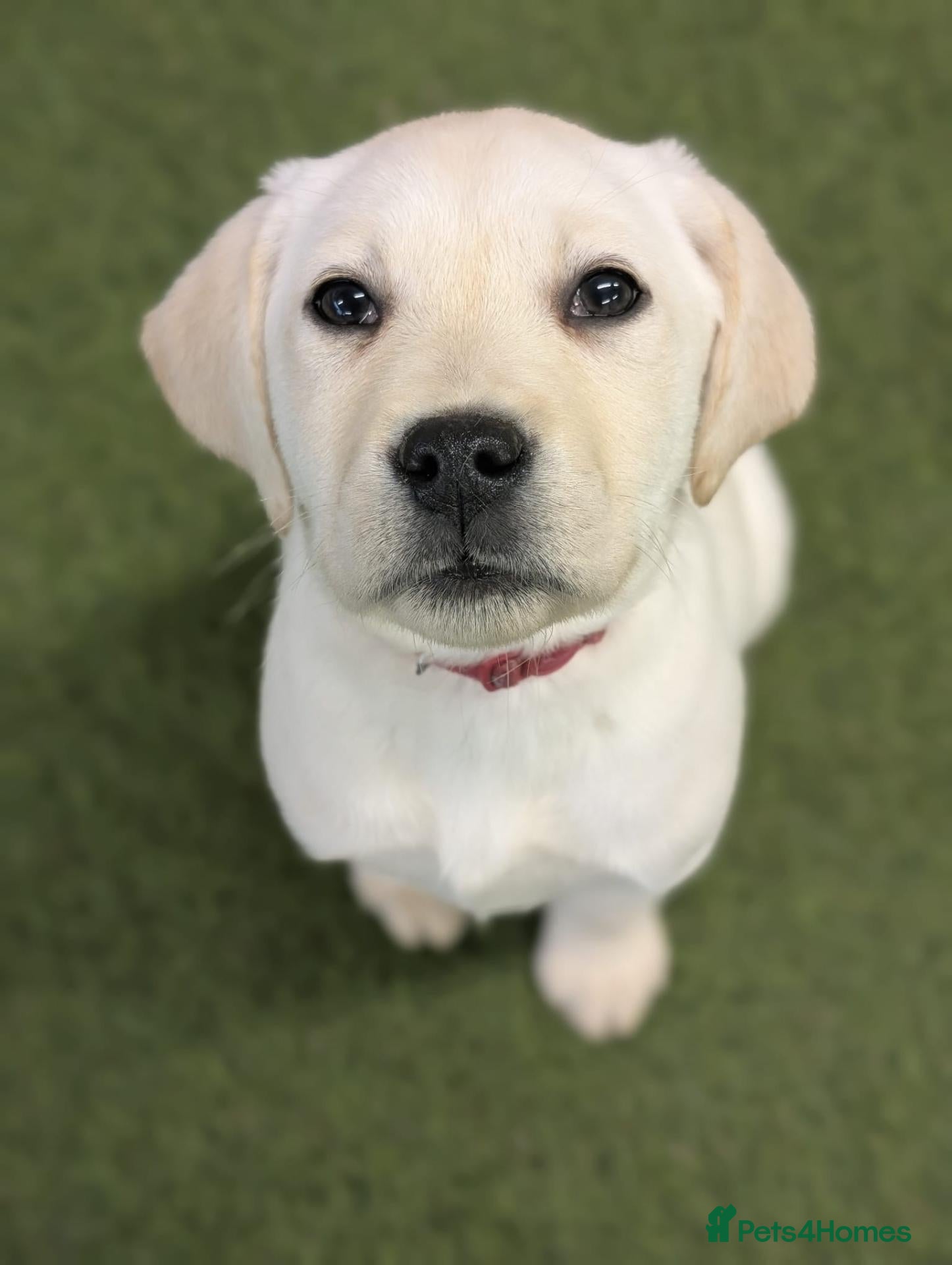 Labrador Retriever dogs Assistance dog for sale - Advert 2