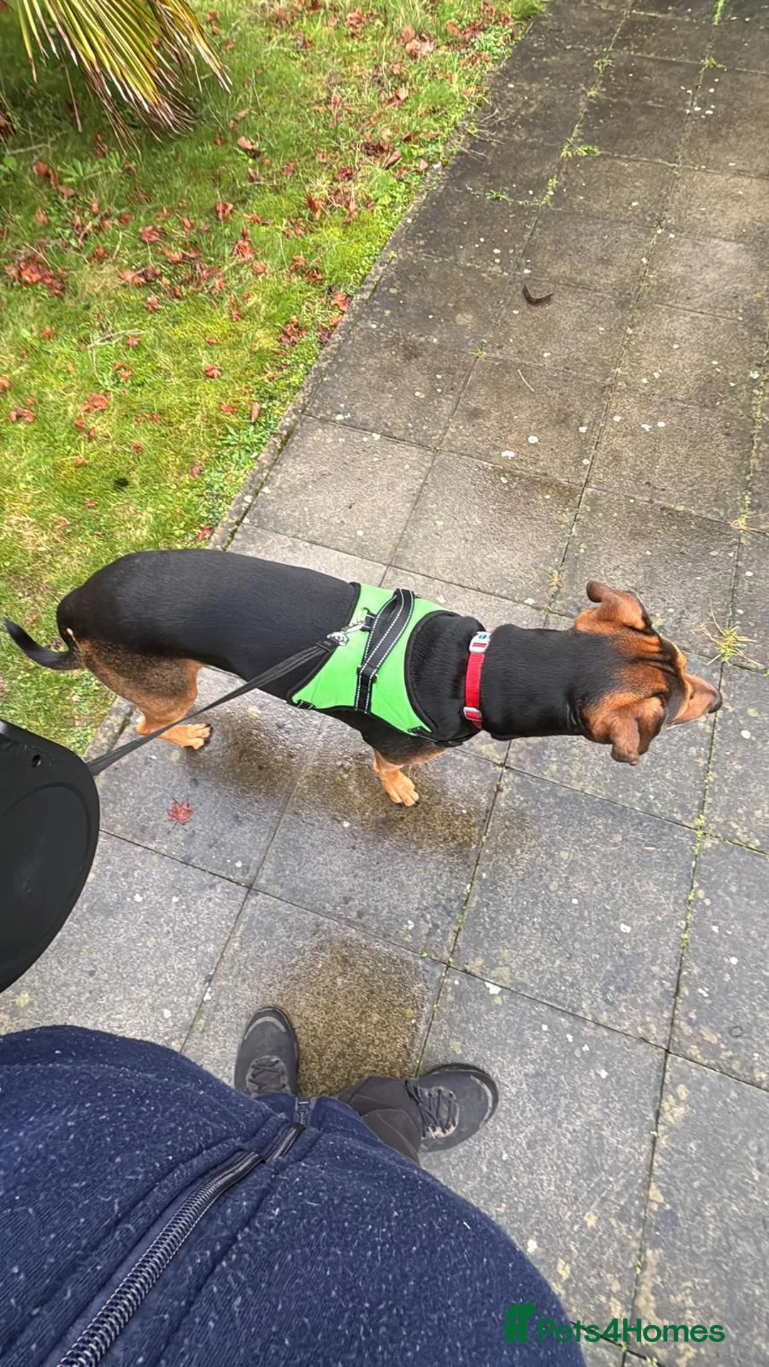 Mixed Breed dogs for sale: Milo 6 yr old in Cardiff - Advert 2