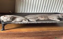 British Shorthair cats for sale: Beautiful British blue Kittens in Sheffield - Image 27