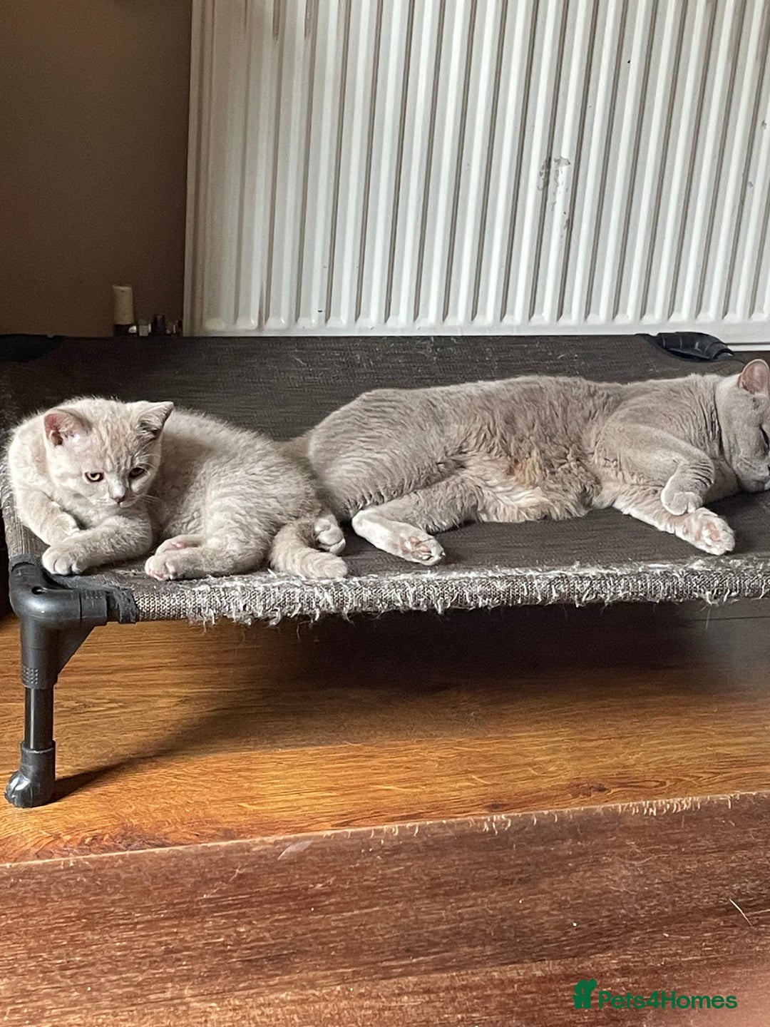 British Shorthair cats for sale: Beautiful British blue Kittens in Sheffield - Image 27