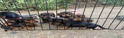 Miniature Dachshund dogs for sale: Miniature Daschunds - Advert 22
