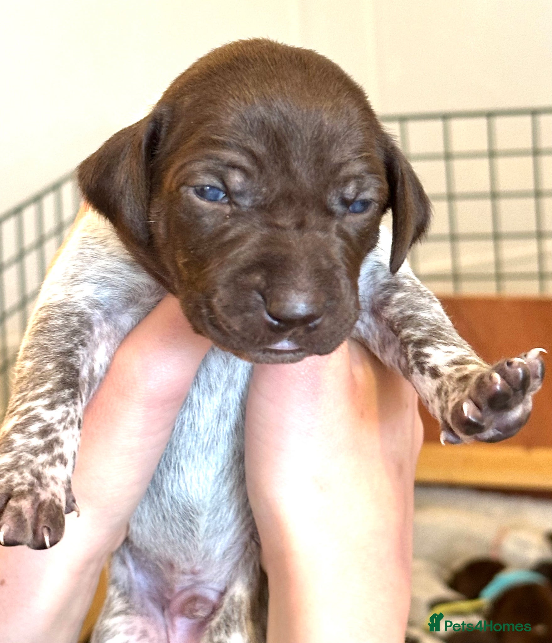 German Shorthaired Pointer dogs 🐾KC Registered German Shorthaired Pointer Puppies - Advert 5