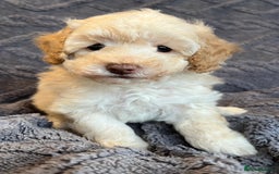 Miniature Poodle dogs for sale: Miniature Poodle Puppies Available.  - Image 8