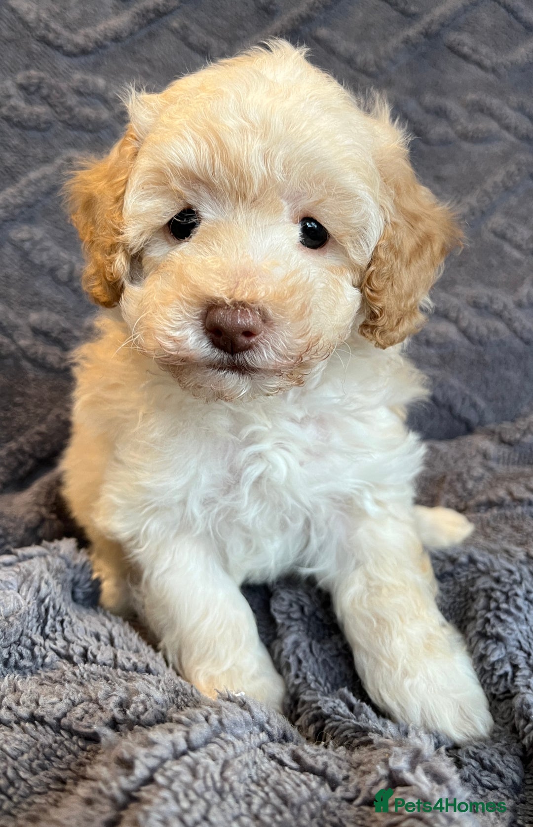 Miniature Poodle dogs for sale: Miniature Poodle Puppies Available.  - Image 8