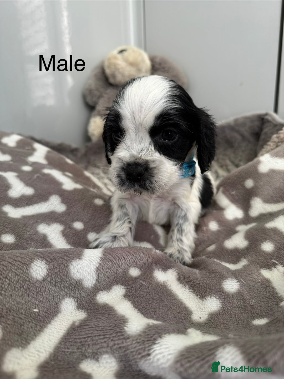 Cocker Spaniel dogs for sale: KC REG SHOW TYPE A⭐ COCKER SPANIELS - Advert 3