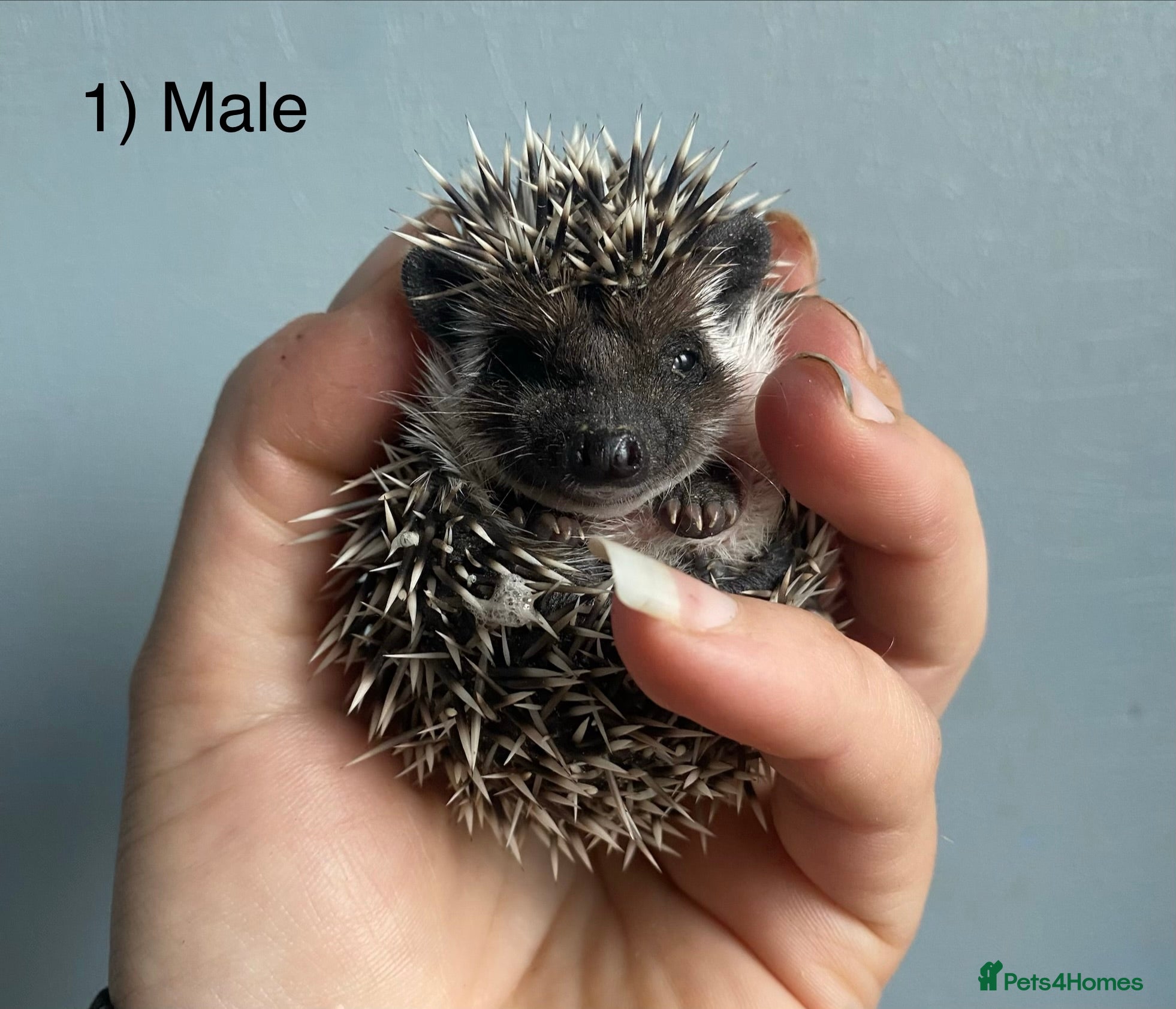 Pygmy Hedgehog rodents Male hoglets for sale! - Advert 5
