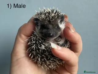 Pygmy Hedgehog rodents Male hoglets for sale! - Advert 5