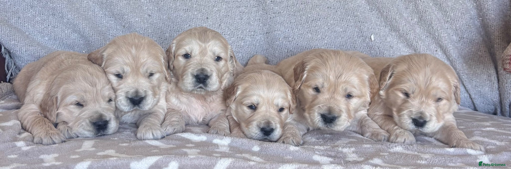 Golden Retriever dogs Exceptional KC Golden Retriever H/Tested puppies!! - Advert 1