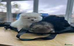 Pomeranian dogs for sale: Pomeranian Pups - Ready for new homes 💕 - Advert 5