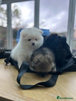 Pomeranian dogs - Advert 6