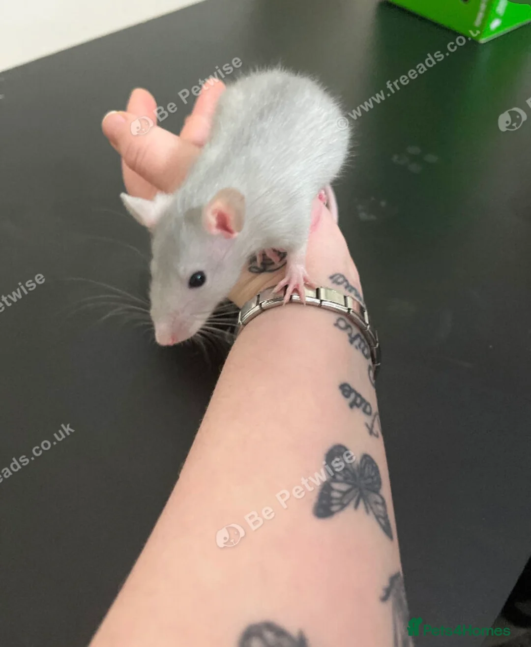 Rat rodents for sale: Baby rats for sale  - Advert 7