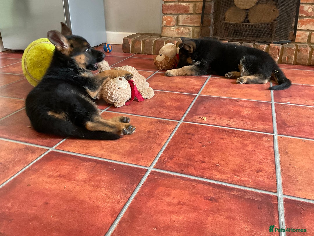 German Shepherd dogs for sale: 25 years experience  breeding German Shepherds - Image 31