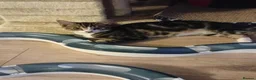 Mixed Breed cats for adoption: brother and sister looking for their forever home - Advert 4