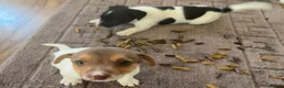 Jack Russell dogs for sale: Jack Russell  - Advert 15